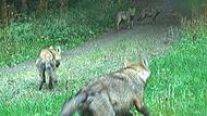 Nachweis von vier Wolfswelpen aus dem Rudel „Hohe Rhön“: Dieses Foto wurde am 28.8.24 von einer Fotofalle des Landesamtes für Umwelt (LfU) im Landkreis Rhön-Grabfeld aufgenommen.
