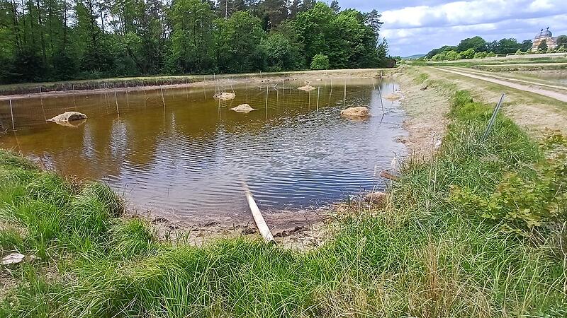 Schilfgras Teich Memmelsdorf