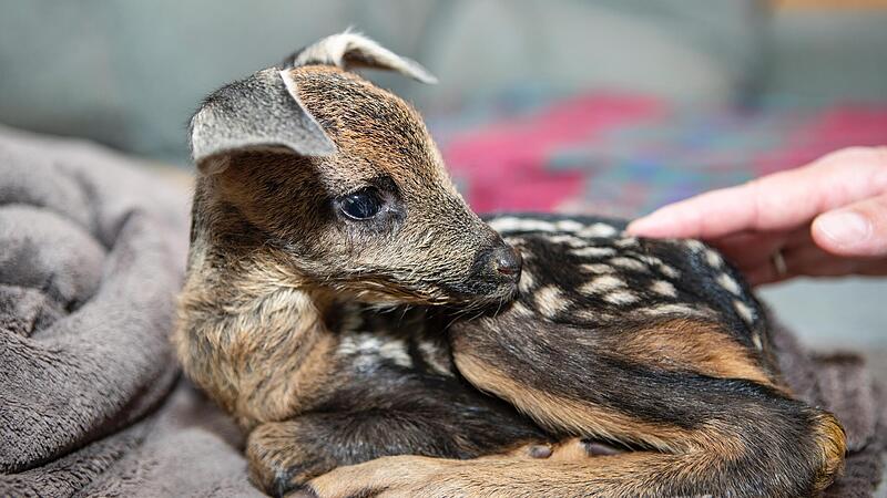 Mutter und Geschwisterchen starben bei einem Unfall, das Kitz Basti hat &uuml;berlebt. Nun wird es vom Tierheim Lichtenfels betreut.