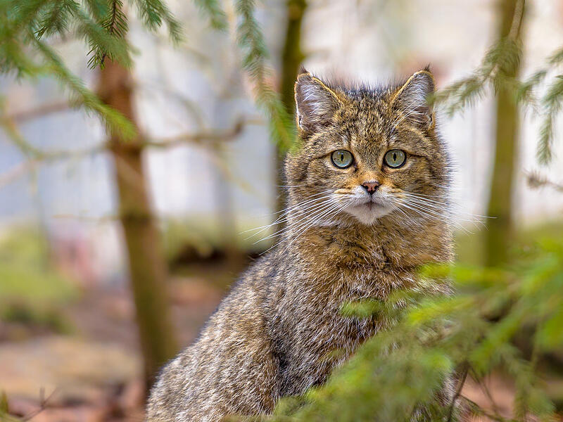 Die Wildkatze