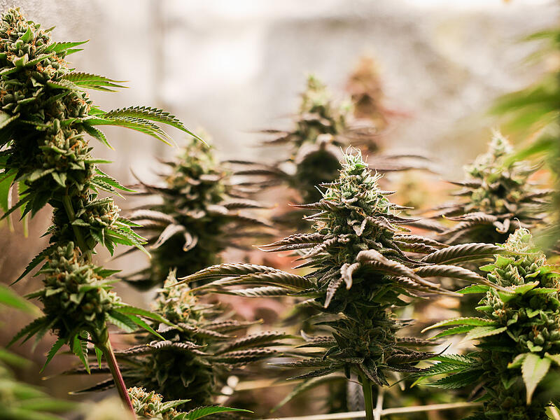 Cannabis (Symbolbild)