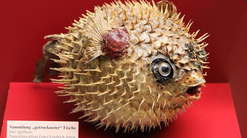 Blickfang: Noch aus dem &bdquo;Naturaliencabinet&ldquo; von Herzog Franz Friedrich Anton stammt dieser Igelfisch.