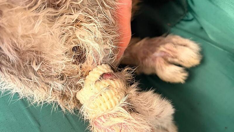 Das Kaninchen wurde mit zusammmen gebundenen  Hinterpfoten gefunden.