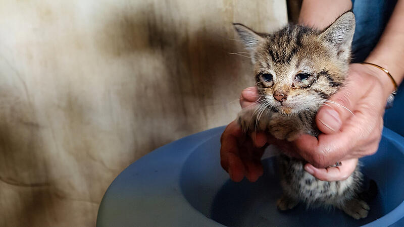 Dieses K&auml;tzchen haben die Tiersch&uuml;tzer aus einem Hotspot im Bamberger Landkreis gerettet und zur &auml;rztlichen Versorgung ins Tierheim gebracht.