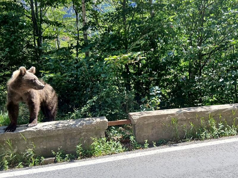 Braunbär Braunbär