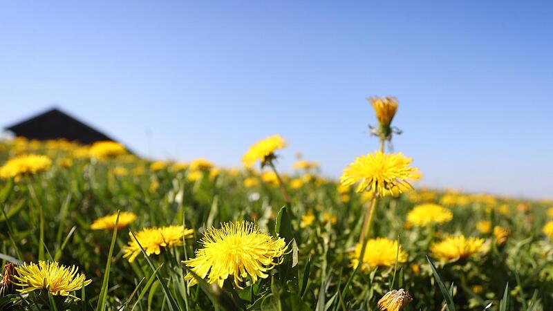 Der Löwenzahn ist unser Kraut des Monats April. Der Löwenzahn ist unser Kraut des Monats April.