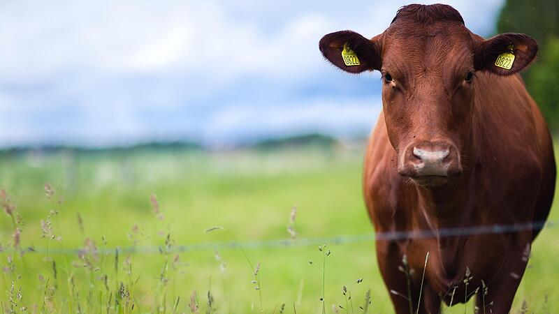 Rund 200.000 K&uuml;he sollen laut einem Regierungspapier in Irland f&uuml;r das Klima geschlachtet werden.Forchheim & Fr&auml;nkische Schweiz