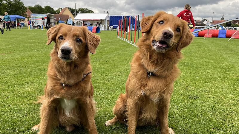 Hunde Agility Turnier 2024 Steppach Hoki (links) und Nevin (rechts) sind mit ihrem Frauchen aus Reutlingen angereist.