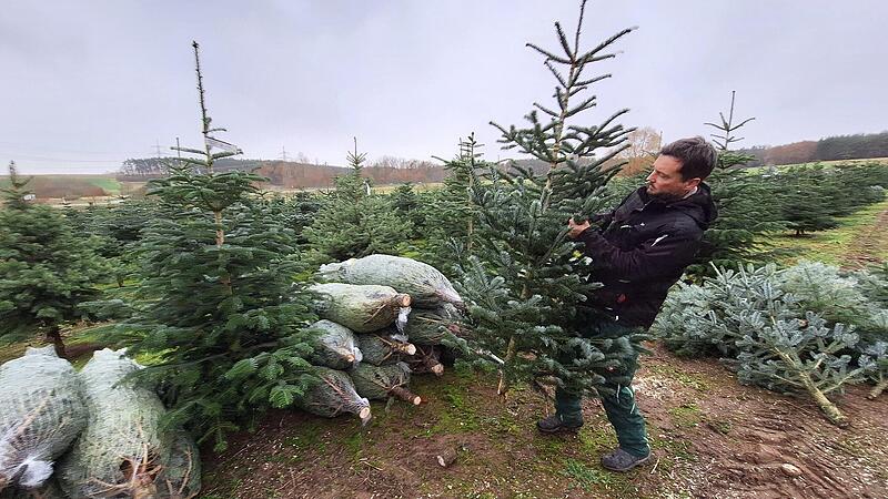 Zwischen Burk und Hausen liegt eine von Daniel Singers Plantagen. Vor 24 Jahren hat der heute 40-j&auml;hrige Hausener seine ersten Christb&auml;ume verkauft.Forchheim & Fr&auml;nkische Schweiz
