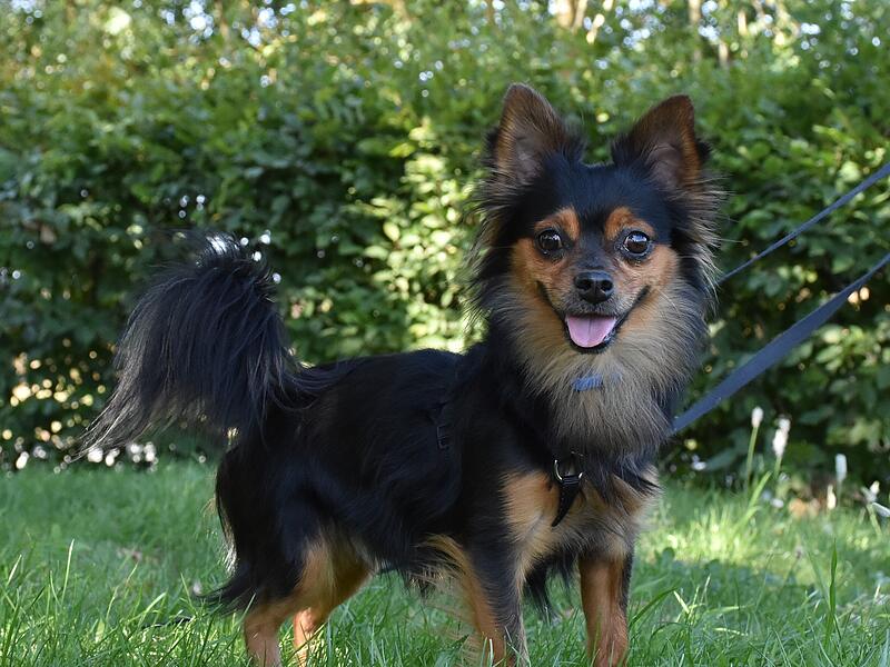Hund Jeffry