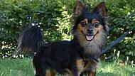 Hund Jeffry