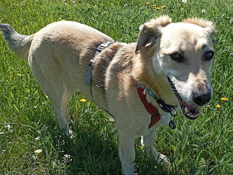 Mit einem Antrag an die Gemeinde Sand forderte ein B&uuml;rger ein Verbot des sogenannten Hundetourismus in der Steigerwaldstra&szlig;e.