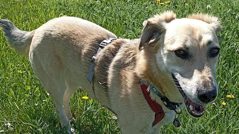 Mit einem Antrag an die Gemeinde Sand forderte ein B&uuml;rger ein Verbot des sogenannten Hundetourismus in der Steigerwaldstra&szlig;e.