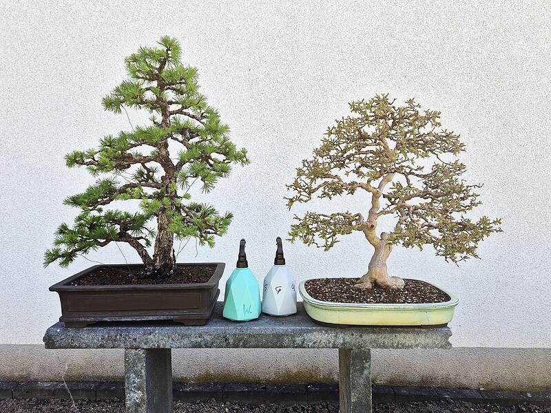Bonsai im Landkreis Bamberg: Franke verkauft Bume fr viel Geld