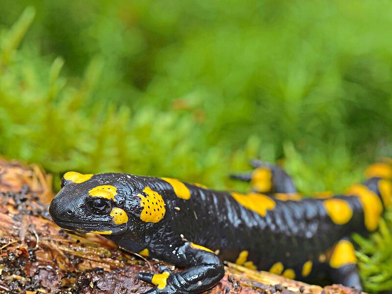 Der Feuersalamander gilt mittlerweile als bedroht.Christoph Bosch/LBV-Archiv