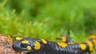 Der Feuersalamander gilt mittlerweile als bedroht.Christoph Bosch/LBV-Archiv