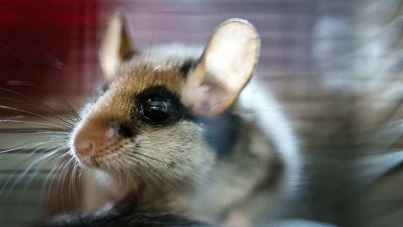 Gartenschl&auml;fer im K&auml;fig einer Wildstation