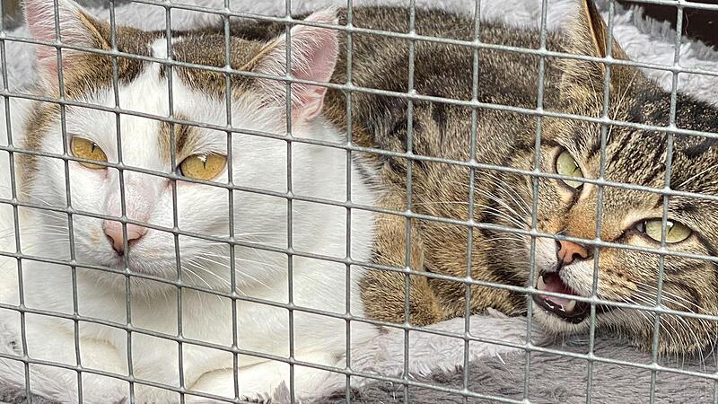 Einige Bewohner des Tierheims haben Schlimmes erlebt: Sie kuscheln gerne miteinander, mit Menschen haben sie dagegen eher schlechte Erfahrungen gemacht.