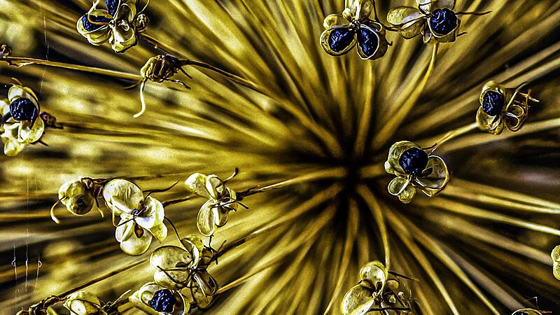 &bdquo;Zierlauch&ldquo; hei&szlig;t das Gewinnerfoto in der Kategorie &bdquo;Makrofotografie&ldquo; beim Blende Wettbewerb 2022.