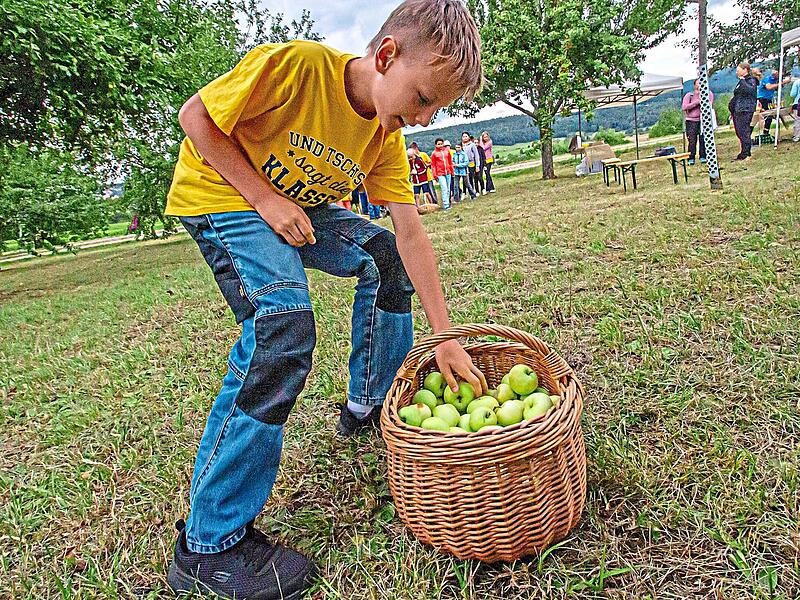 Aufgabe am Streuobsttag: Einen Apfel holen, zurücklaufen und das Obst möglichst schnell in den eigenen Korb legen. Josef Hofbauer Aufgabe am Streuobsttag: Einen Apfel holen, zurücklaufen und das Obst möglichst schnell in den eigenen Korb legen. Josef Hofbauer