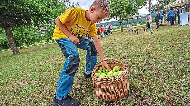 Aufgabe am Streuobsttag: Einen Apfel holen, zurücklaufen und das Obst möglichst schnell in den eigenen Korb legen. Josef Hofbauer Aufgabe am Streuobsttag: Einen Apfel holen, zurücklaufen und das Obst möglichst schnell in den eigenen Korb legen. Josef Hofbauer