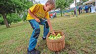 Aufgabe am Streuobsttag: Einen Apfel holen, zurücklaufen und das Obst möglichst schnell in den eigenen Korb legen. Josef Hofbauer Aufgabe am Streuobsttag: Einen Apfel holen, zurücklaufen und das Obst möglichst schnell in den eigenen Korb legen. Josef Hofbauer