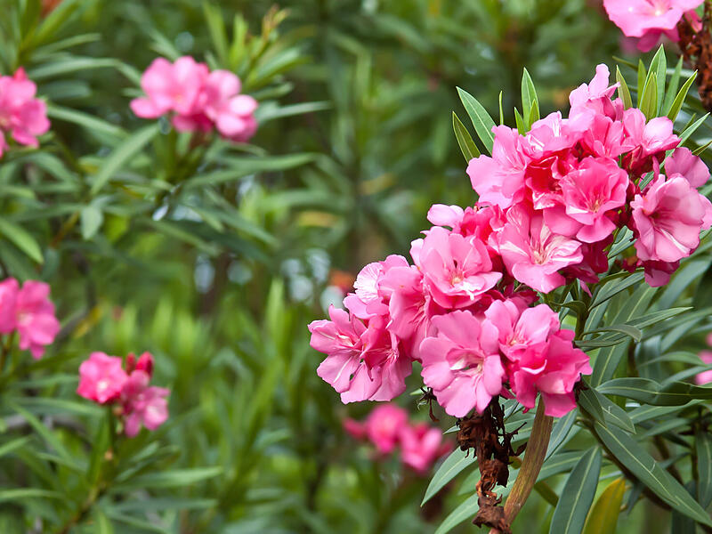 Giftige Pflanzen im Garten sind für Kind und Tier gefährlich