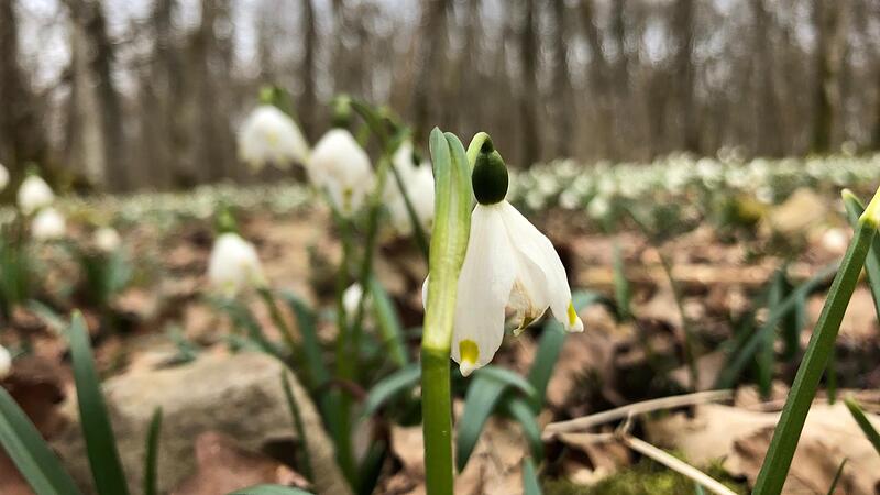 Zum Frühlingsbeginn blühen am Sodenberg Märzenbecher... Foto: Angelika Silberbach Zum Frühlingsbeginn blühen am Sodenberg Märzenbecher... Foto: Angelika Silberbach