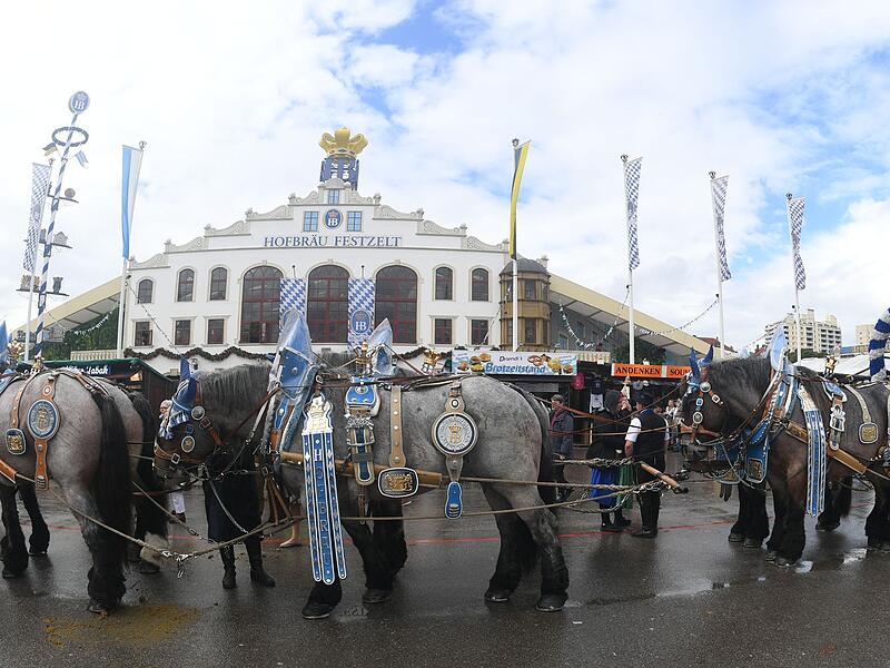 Oktoberfest - Brauereipferde