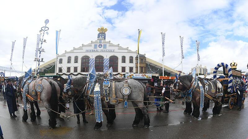 Oktoberfest - Brauereipferde