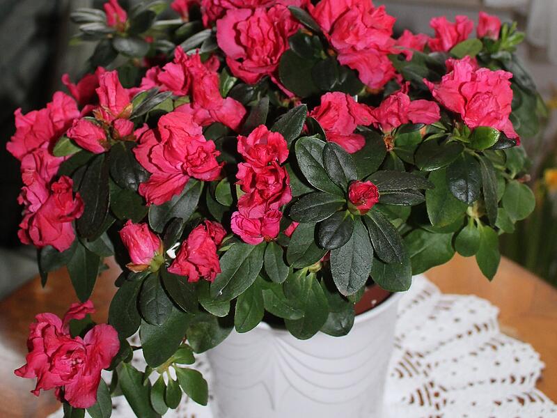 Eine Azalee im Winter als Zimmerpflanze.