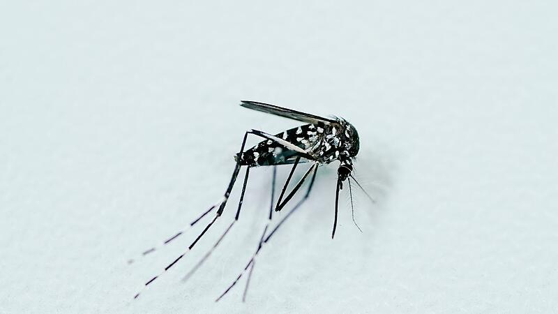 Tote weibliche Tigermücke in einer Petrischale