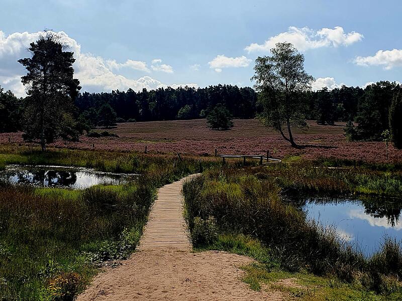 Eine wunderschöne Landschaft verzaubert die Wanderinnen.2023 Wanderinnen auf dem  Heidschnuckenweg