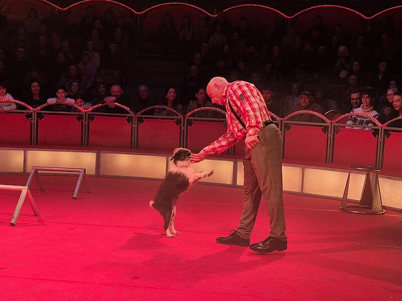 Talentierte Vierbeiner im Weihnachtscircus Schweinfurt Auch Vierbeiner überzeugten in der Manege.