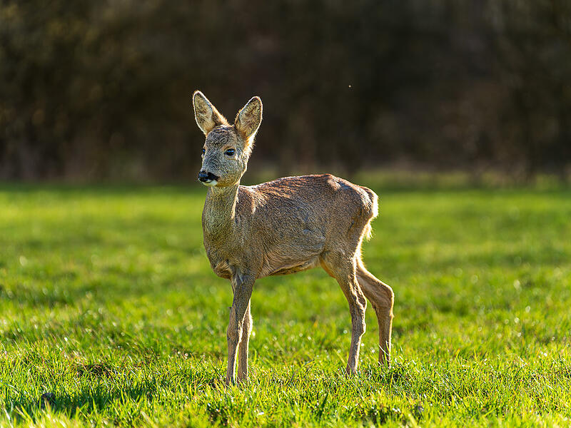 &bdquo;Dieses Reh genie&szlig;t die Fr&uuml;hlingssonne auf einer Wiese in M&uuml;nnerstadt. Ein sch&ouml;ner Fr&uuml;hlingsbote und ein Hinweis auf die jetzt ben&ouml;tigte Vorsicht im Umgang mit der Natur. Es beginnt die Brut- und Setzzeit und somit auch ein oft ver&auml;ndertes Verhalten der Wildtiere. Dies k&ouml;nnte der Grund f&uuml;r die hier nicht vorhandene Scheu dieses Rehs sein.&ldquo;