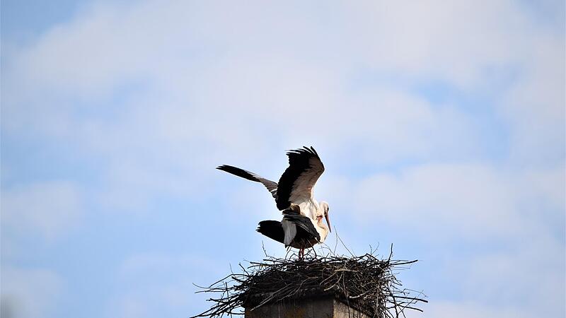 Intensiv baut derzeit ein Storchenpaar auf dem Str&ouml;ssendorfer Schloss ein Nest. Wird es bald Nachwuchs geben?