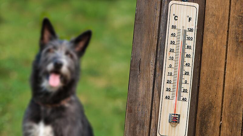 Bei hohen Temperaturen sollten auch Hunde  körperliche Anstrengungen vermeiden.