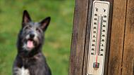 Bei hohen Temperaturen sollten auch Hunde  körperliche Anstrengungen vermeiden.