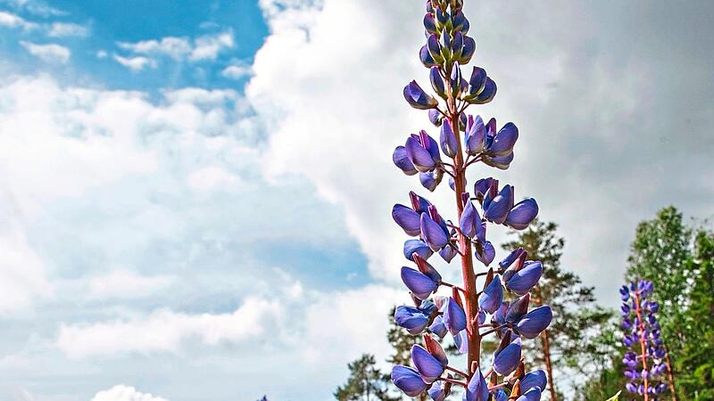 Lupinen zählen zu den invasiven Arten. Sie verdrängen wertvolle heimische Pflanzen. Nun sollen sie gezielt entfernt werden.MarteJohannessen - stock.adobe.com Lupinen zählen zu den invasiven Arten. Sie verdrängen wertvolle heimische Pflanzen. Nun sollen sie gezielt entfernt werden.MarteJohannessen - stock.adobe.com