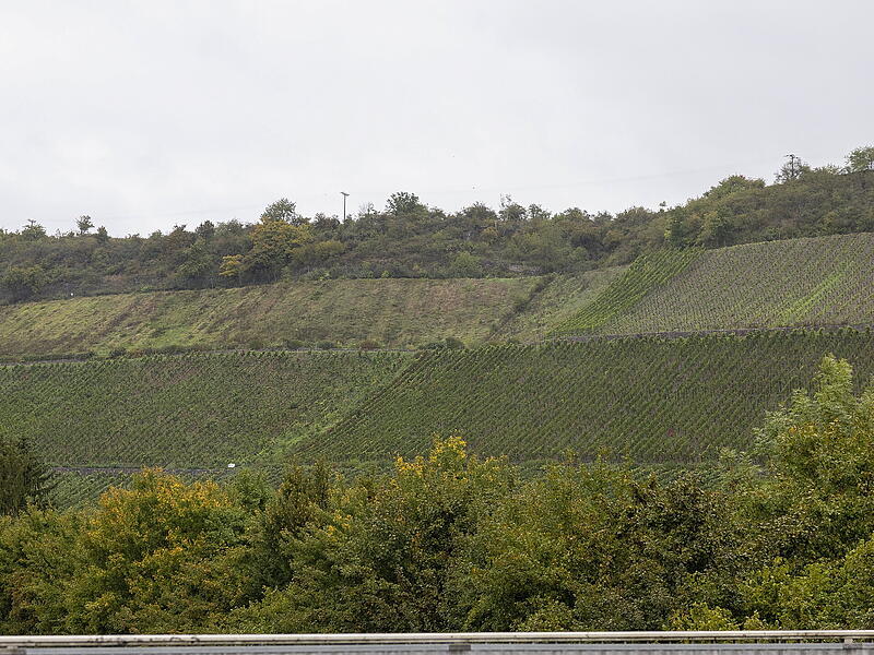 Weinbau in Franken in der Krise: Winzer geben auf