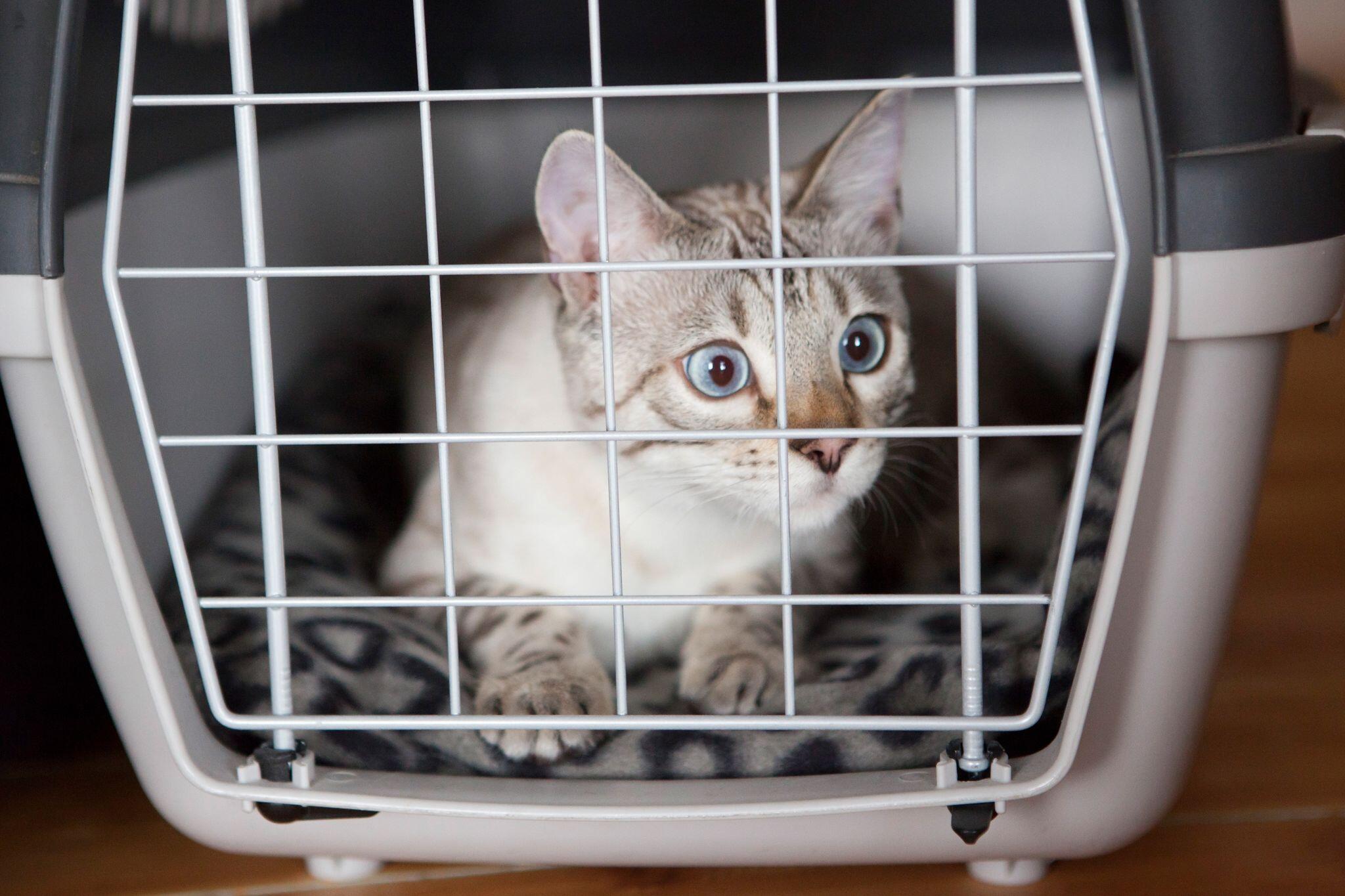 Was ein Beinbruch für Hund und Katze bedeutet