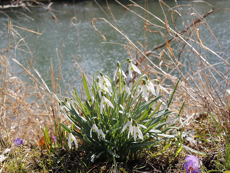 Die ersten Blumen blühen im KurgartenDie ersten Frühlingsboten in Bad Kissingen Die ersten Blumen blühen im Kurgarten