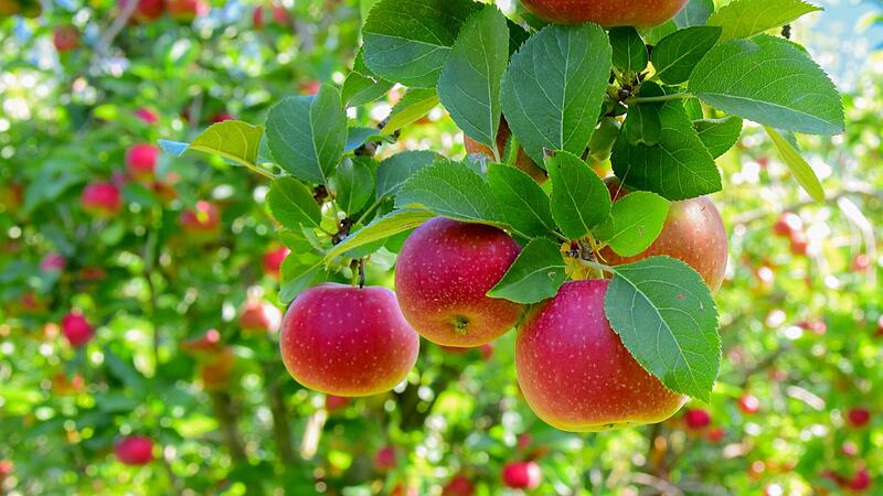 Äpfel von Streuobstwiesen sind naturbelassene Früchte, die vor Ort wachsen. Äpfel von Streuobstwiesen sind naturbelassene Früchte, die vor Ort wachsen.