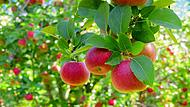 Äpfel von Streuobstwiesen sind naturbelassene Früchte, die vor Ort wachsen.