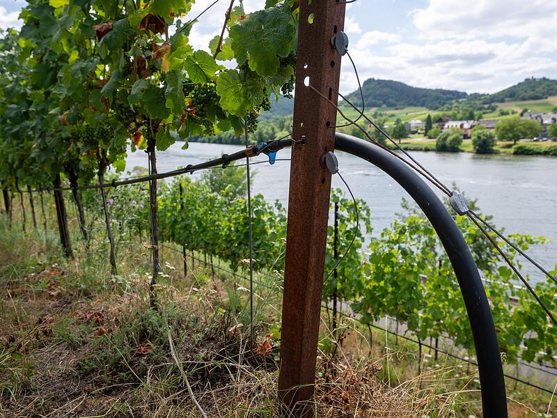Trockenheit an den Steilhängen Trockenheit an den Steilhängen