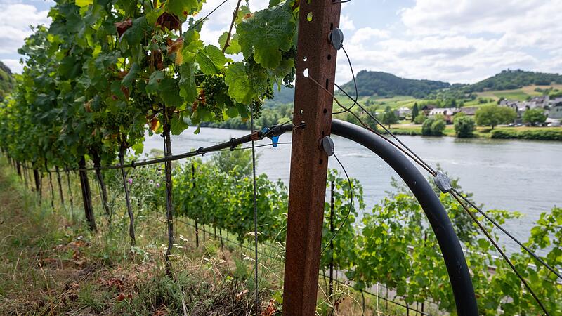 Trockenheit an den Steilhängen Trockenheit an den Steilhängen