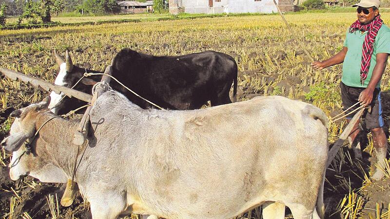 Bayern versucht, mit dem Kauf von CO2-Zertifikaten seine Klimabilanz formal zu verbessern. Ein Projekt hat mit Dung von Nutztieren in Nepal zu tun. Bayern versucht, mit dem Kauf von CO2-Zertifikaten seine Klimabilanz formal zu verbessern. Ein Projekt hat mit Dung von Nutztieren in Nepal zu tun.
