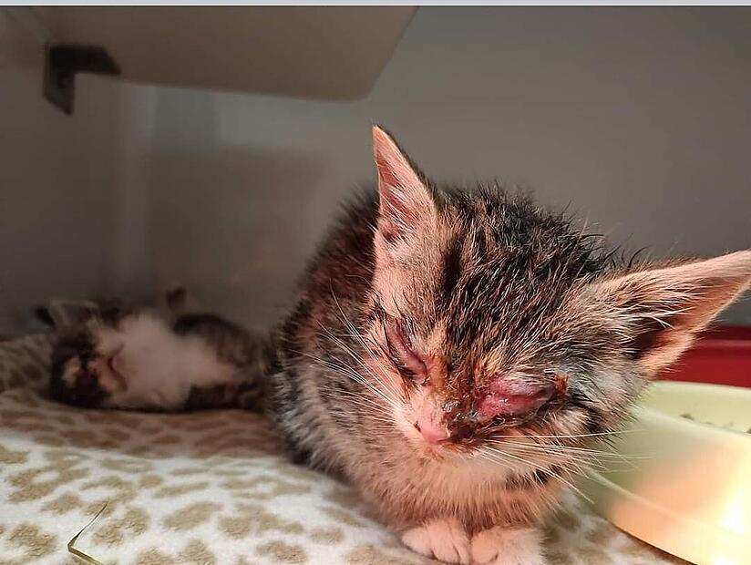 Katzenflut im Tierheim