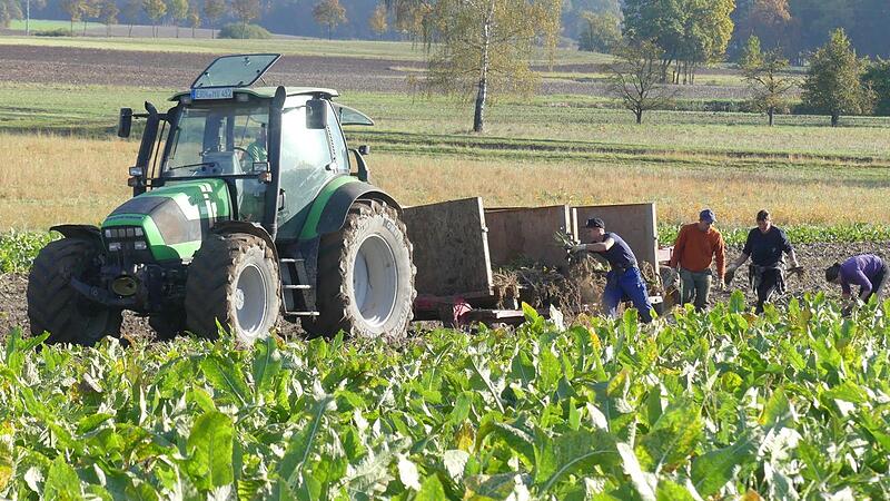 Andreas Schmidt steuert in Biengarten den Traktor mit dem Anhänger, auf den die Erntehelfer die Krenstangen schichten. Andreas Schmidt steuert in Biengarten den Traktor mit dem Anhänger, auf den die Erntehelfer die Krenstangen schichten.