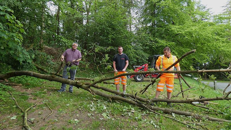 Umgest&uuml;rzter Baum am Goldbergsee
